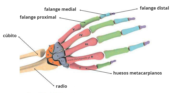 kosci_esp.jpg (58 KB)