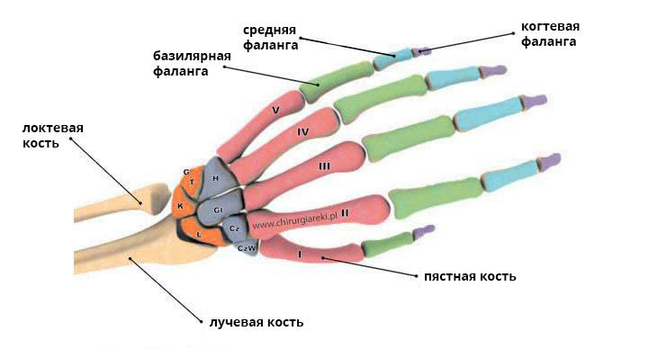 kosci_rus.jpg (56 KB)